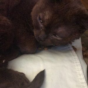 Meet your Posher, Laurel